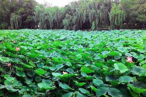 吃瓜群众翠湖,吃瓜群众的欢乐盛宴