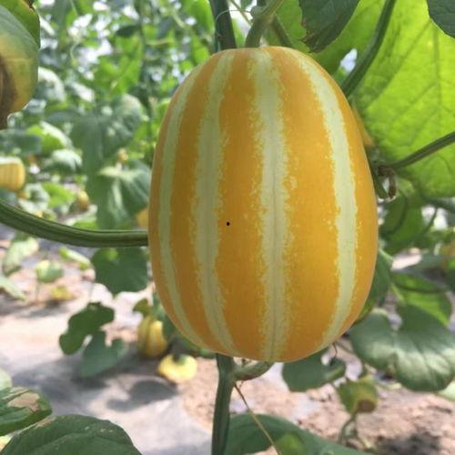 昆仑吃瓜群众是哪里人,揭秘神秘高原的民间生活